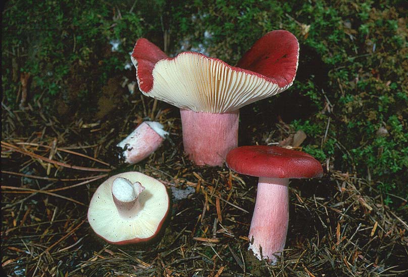 Russula rosacea